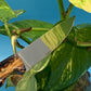 FX-028 Pine Cone Handle Hunting/Utility Knife w/D2 Steel Blade